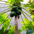 Le Tout-Vert Tout-Vert